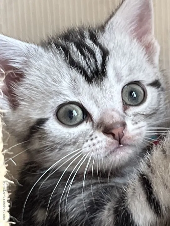 ID:2205-03181の子猫