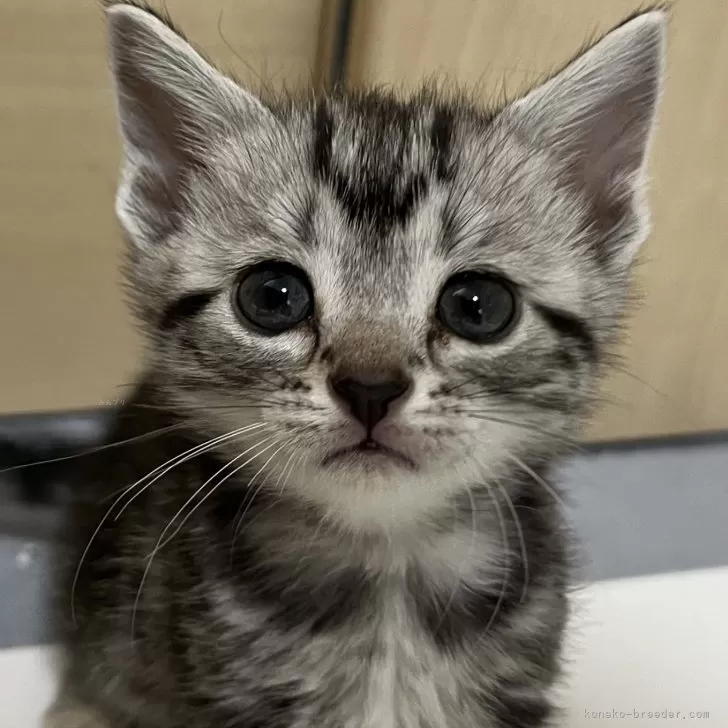 ID：2403-00799の子猫