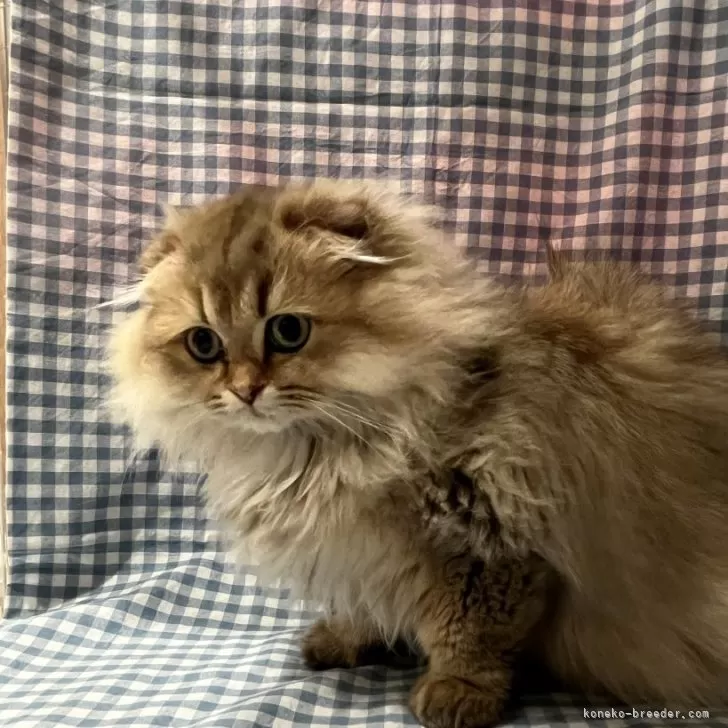 ID：2408-01188の子猫