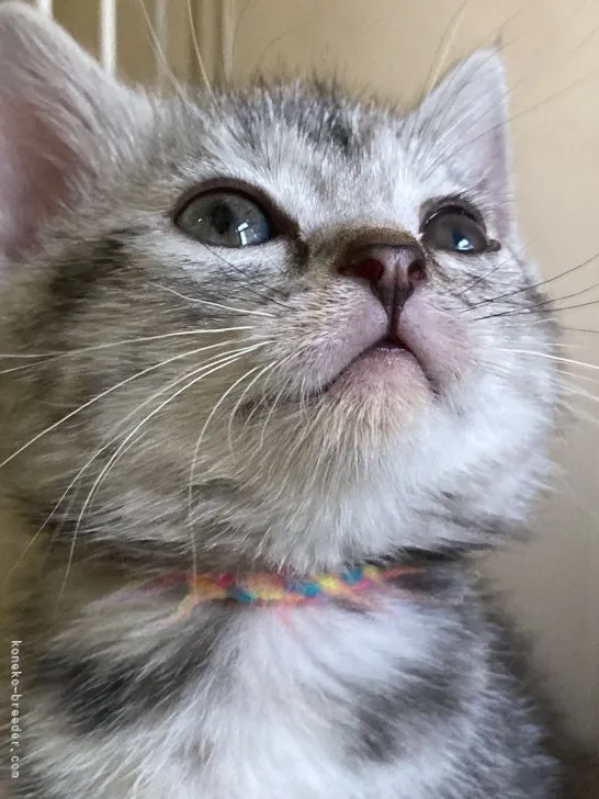 ID：2203-00033の子猫