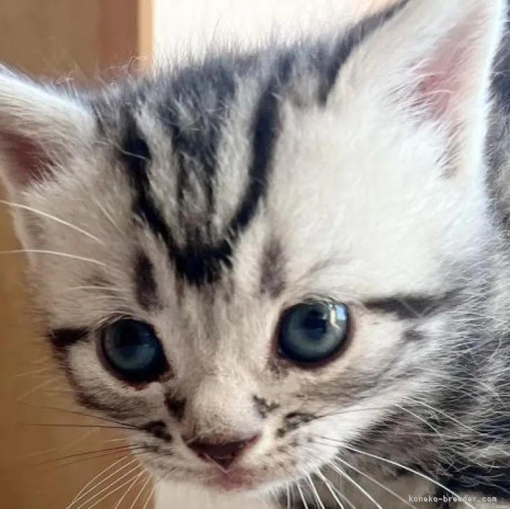 ID:2210-01541の子猫