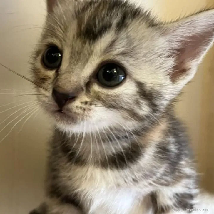 ID:2207-01132の子猫