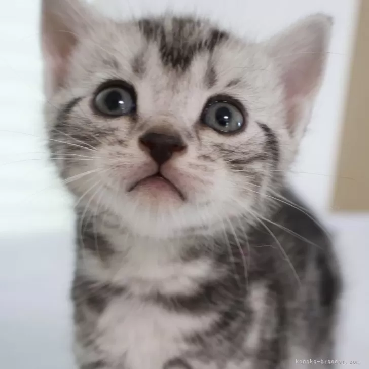 ID:2409-00447の子猫