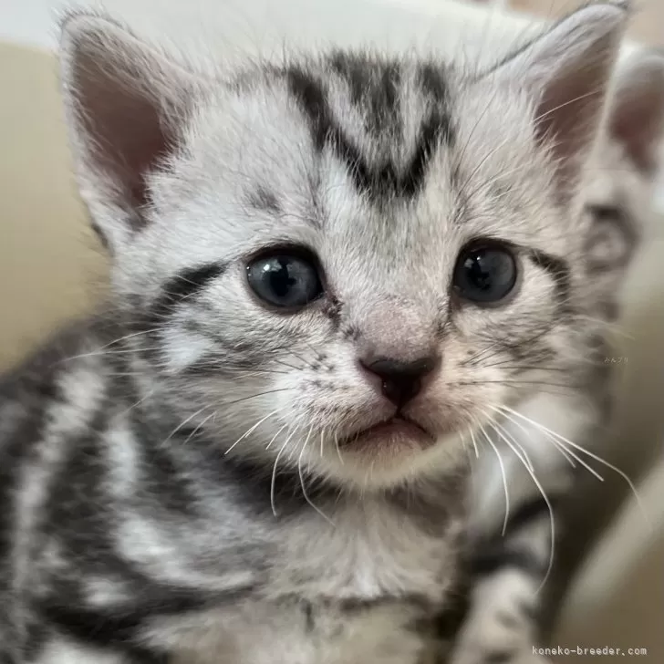 ID：2403-00801の子猫