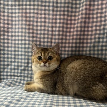 ブリティッシュショートヘア【兵庫県・女の子・2024年6月22日・ブルーゴールデンティックドタビー】の写真「おっとりめなタレ目の男の子！」