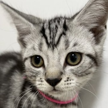 アメリカンショートヘア【兵庫県・男の子・2023年6月19日・シルバータビー】の写真「とっても元気な男の子！」