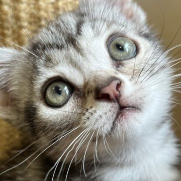 アメリカンショートヘア【兵庫県・女の子・2023年4月13日・シルバータビー】の写真「見たことないレア柄！。お値段改定しました。」