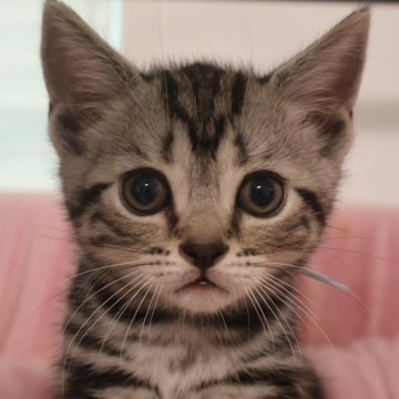 アメリカンショートヘア【兵庫県・男の子・2024年6月17日・シルバータビー】の写真「マイペースな子で、少し大人しい性格です」