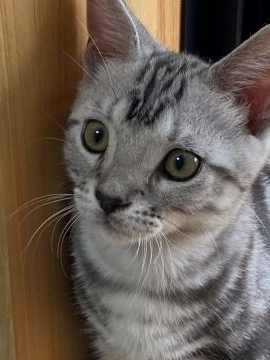 アメリカンショートヘア【兵庫県・男の子・2021年3月16日・シルバータビー】の写真「べた慣れでかわいい性格です」