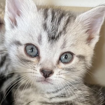 アメリカンショートヘア【兵庫県・女の子・2024年10月21日・シルバータビー】の写真「兄妹の中で1番可愛い女の子！」