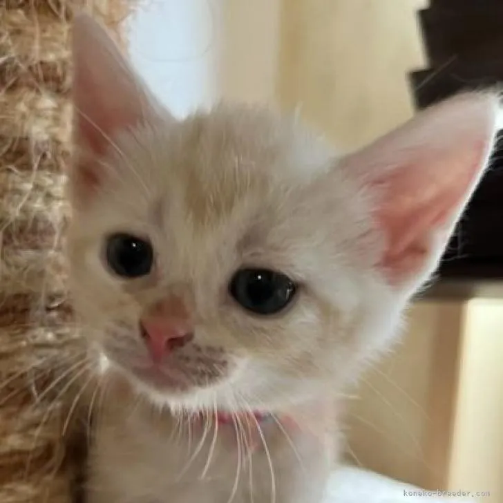 ID:2207-01167の子猫
