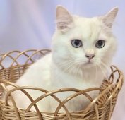 ブリティッシュロングヘア【・男の子・2023年8月7日・ブルーゴールデンシェルポイント】