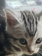 アメリカンショートヘア【兵庫県・男の子・2022年4月27日・シルバータビー】の写真2