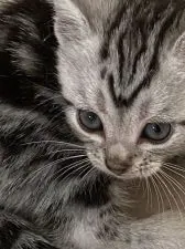 アメリカンショートヘア【兵庫県・女の子・2021年8月16日・シルバータビー】の写真2