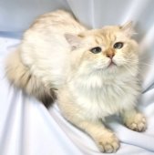 ブリティッシュロングヘア【・男の子・2021年8月12日・BLACK GOLDEN SHADED POINT】