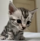 アメリカンショートヘア【兵庫県・男の子・2024年8月8日・シルバータビー】の写真2