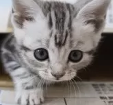 アメリカンショートヘア【兵庫県・女の子・2024年3月28日・シルバータビー】の写真2