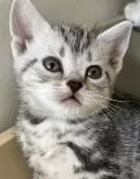 アメリカンショートヘア【兵庫県・女の子・2024年10月21日・シルバータビー】の写真3