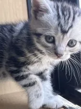 アメリカンショートヘア【兵庫県・男の子・2022年4月27日・シルバータビー】の写真3