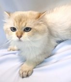 ブリティッシュロングヘア【・男の子・2021年8月12日・BLACK GOLDEN SHADED POINT】