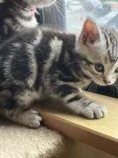 アメリカンショートヘア【兵庫県・男の子・2022年4月27日・シルバータビー】の写真4