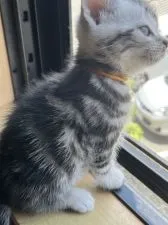 アメリカンショートヘア【兵庫県・男の子・2022年4月27日・シルバータビー】の写真5