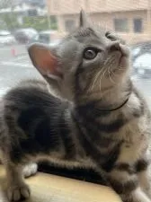 アメリカンショートヘア【兵庫県・男の子・2022年4月27日・シルバータビー】の写真5