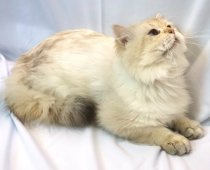 ブリティッシュロングヘア【・男の子・2021年8月12日・BLACK GOLDEN SHADED POINT】