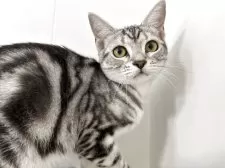 アメリカンショートヘア【兵庫県・女の子・2025年3月22日・シルバータビー】の写真10