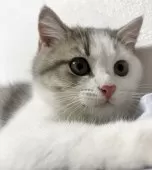 スコティッシュフォールド(立ち耳)【兵庫県・男の子・2025年6月21日・シルバータビー&ホワイト】の写真10