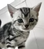 アメリカンショートヘア【兵庫県・男の子・2025年10月5日・シルバータビー】の写真10