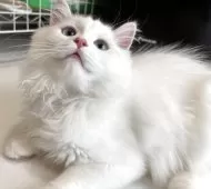 スコティッシュフォールド(立ち耳)【兵庫県・男の子・2025年3月16日・ゴールデンポイント及びクリームポイントバン】の写真9