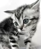 アメリカンショートヘア【兵庫県・女の子・2025年10月7日・シルバータビー】の写真10