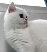 ブリティッシュショートヘア【兵庫県・女の子・2025年7月2日・シルバーポイント】の写真11