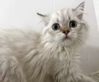 ブリティッシュロングヘア【兵庫県・女の子・2025年5月29日・シルバーポイント】の写真11