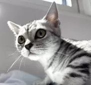 アメリカンショートヘア【兵庫県・女の子・2025年4月5日・シルバータビー】の写真8