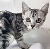 アメリカンショートヘア【兵庫県・女の子・2025年4月5日・シルバータビー】の写真9