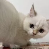 ブリティッシュショートヘア【兵庫県・女の子・2024年11月28日・シルバーポイント(変わるかも知れません)】の写真12