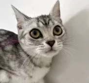 アメリカンショートヘア【兵庫県・女の子・2025年4月5日・シルバータビー】の写真13