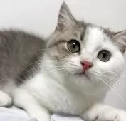 スコティッシュフォールド(立ち耳)【兵庫県・男の子・2025年6月21日・シルバータビー&ホワイト】の写真13