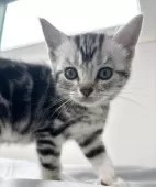 アメリカンショートヘア【兵庫県・男の子・2025年10月5日・シルバータビー】の写真14