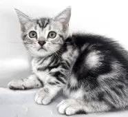 アメリカンショートヘア【兵庫県・女の子・2025年3月22日・シルバータビー】の写真2