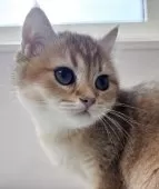 ブリティッシュショートヘア【兵庫県・女の子・2025年4月5日・ブラウンスポテッドゴールデン】の写真12