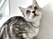 アメリカンショートヘア【兵庫県・女の子・2025年4月5日・シルバータビー】の写真14