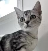 アメリカンショートヘア【兵庫県・女の子・2025年4月5日・シルバータビー】の写真11