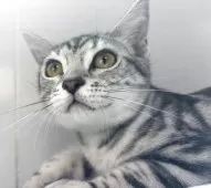 アメリカンショートヘア【兵庫県・女の子・2025年3月22日・シルバータビー】の写真7