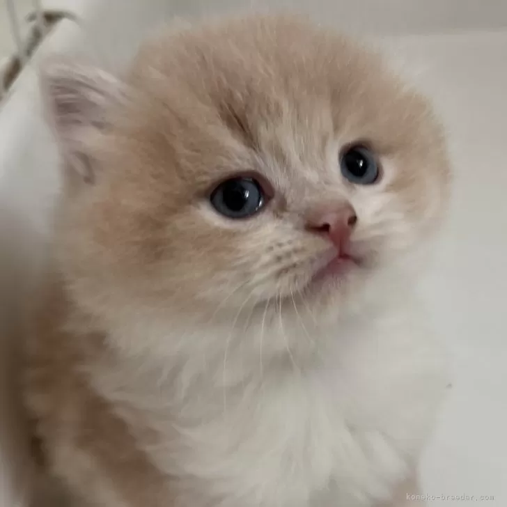 ID：2412-01964の子猫