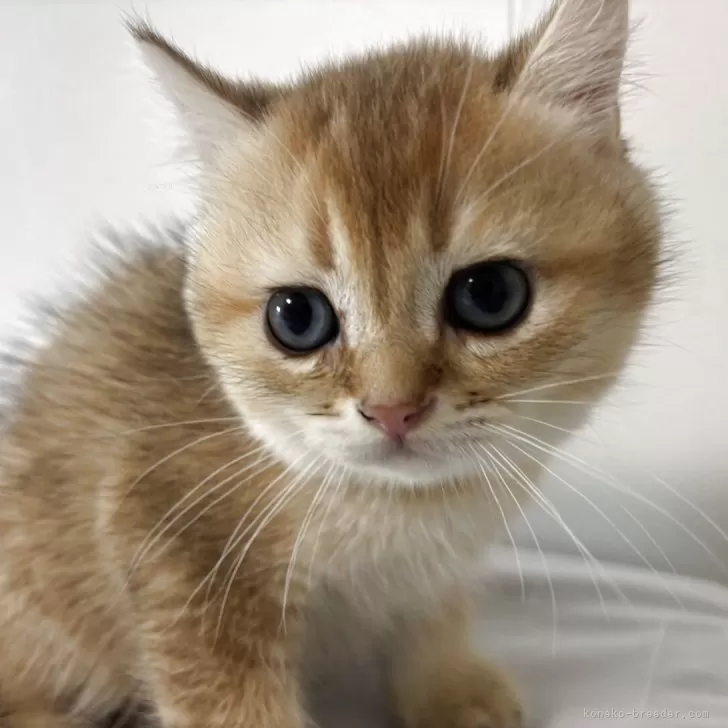 ブリティッシュショートヘア【兵庫県・男の子・2025年7月2日・ブラックゴールデンシェーテッド】の写真1