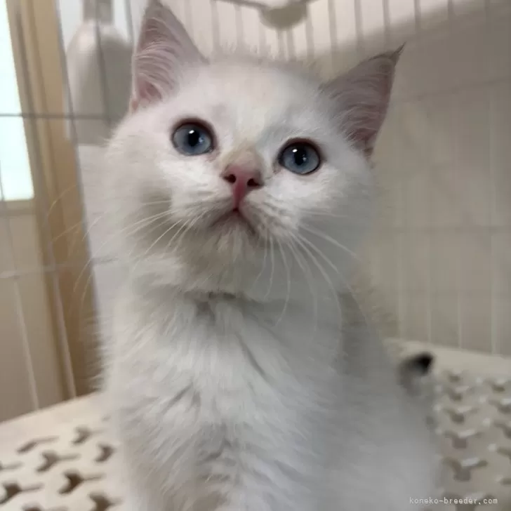 ID：2501-00510の子猫