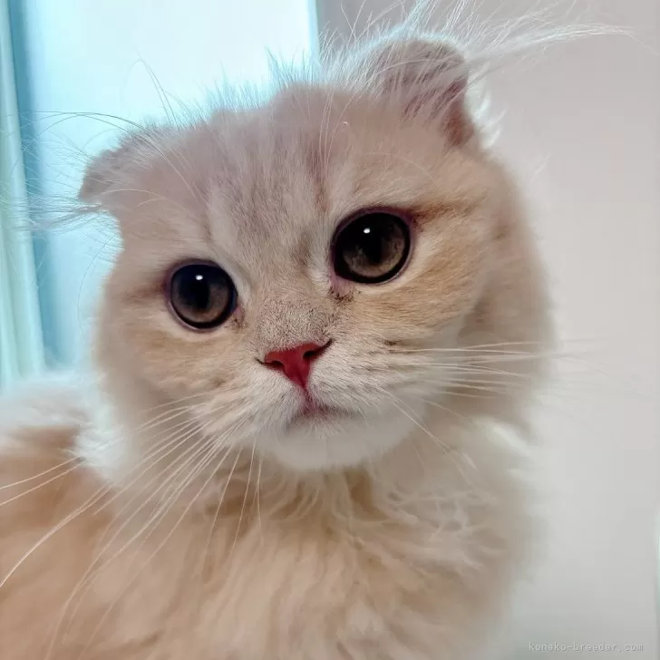ID：2412-00790の子猫